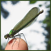 The Damselfly Whisperer (2)