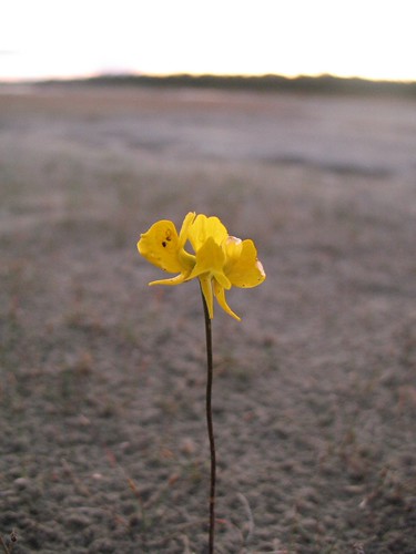 Horned bladderwort