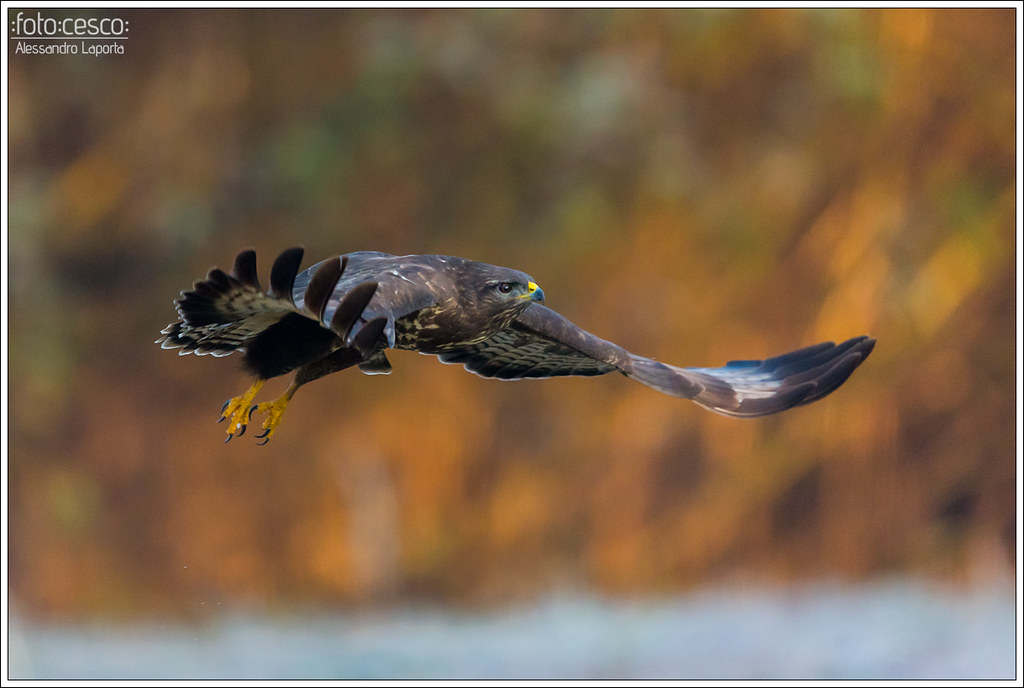 Buteo buteo