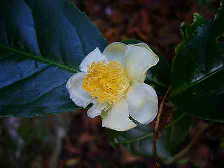 Camellia sinensis (théier)