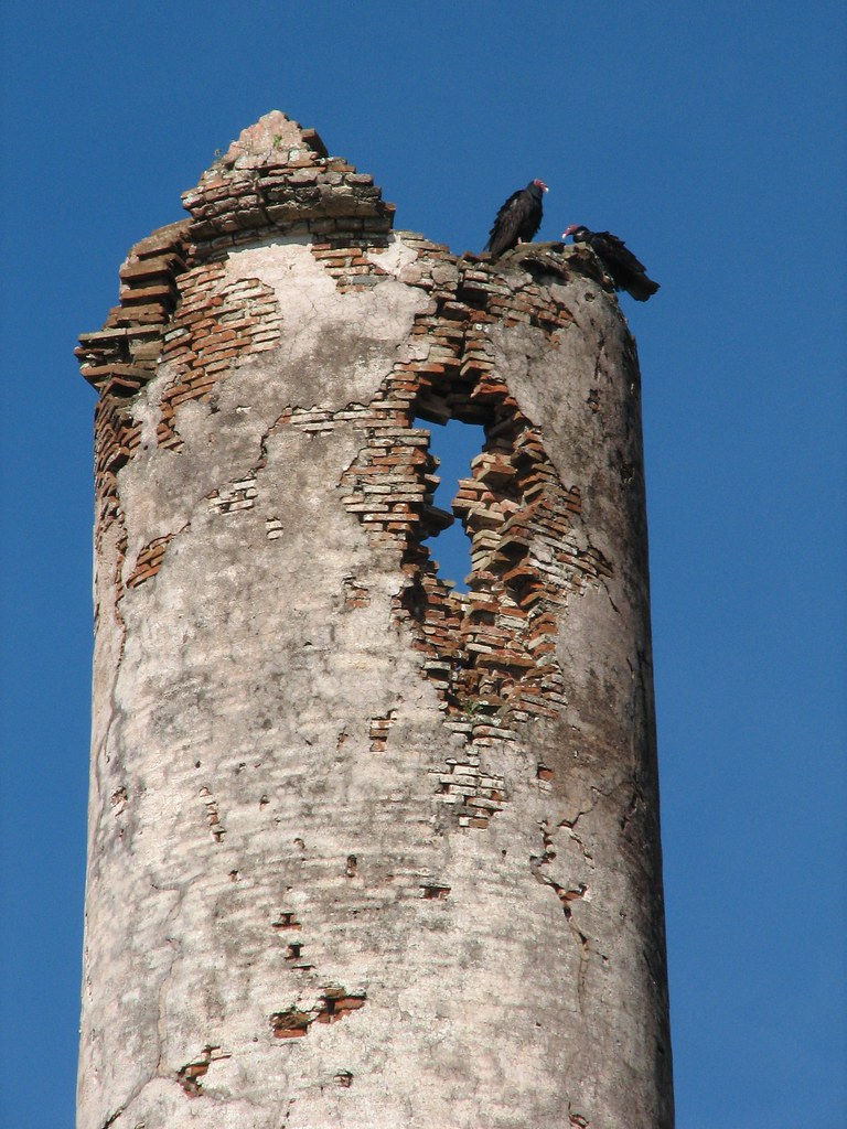 Turkey vulture | Aura Ti&ntilde;osa (Cathartes aura)