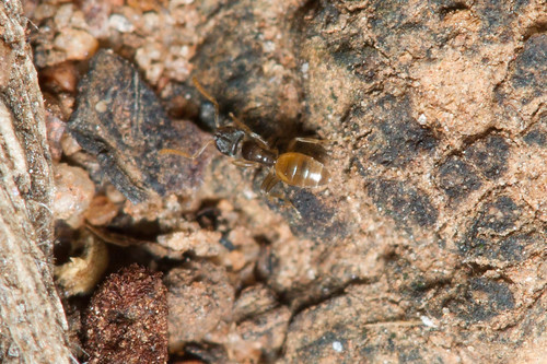 Nature Magnified: Some Ants of Bangalore (and South India)