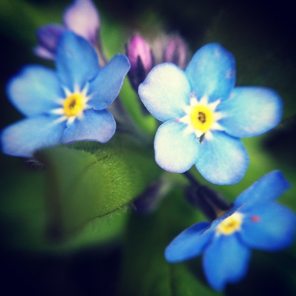 Blue Ladies