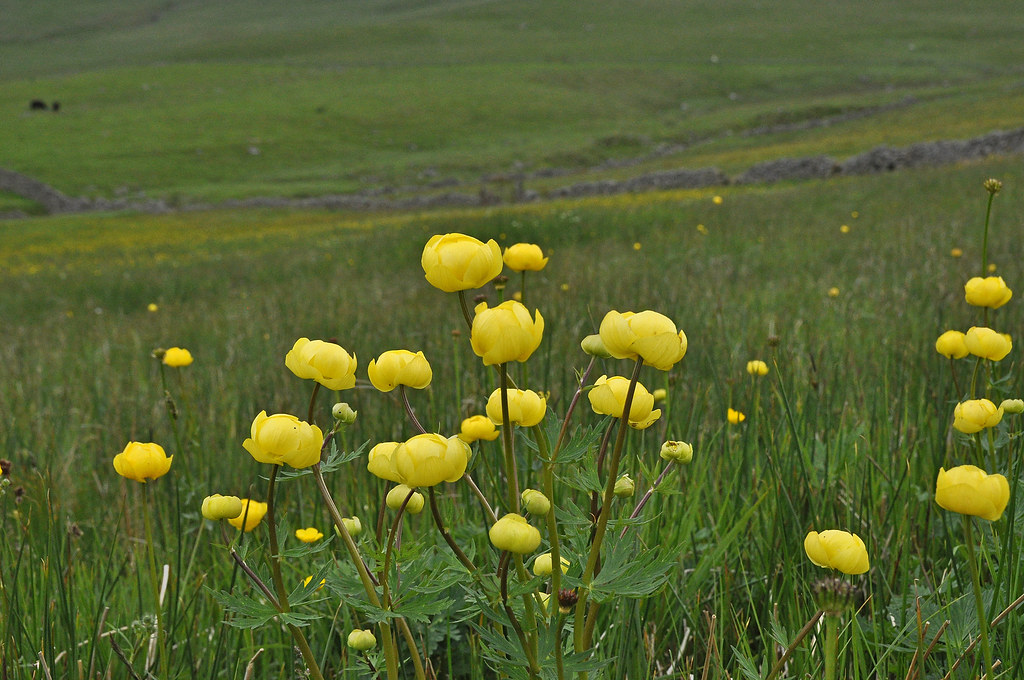 Globe Flowers (Trollius europaeus) Upper Teesdale, County Durham