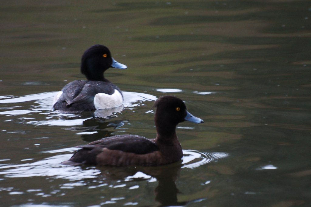 Tufted Duck 2