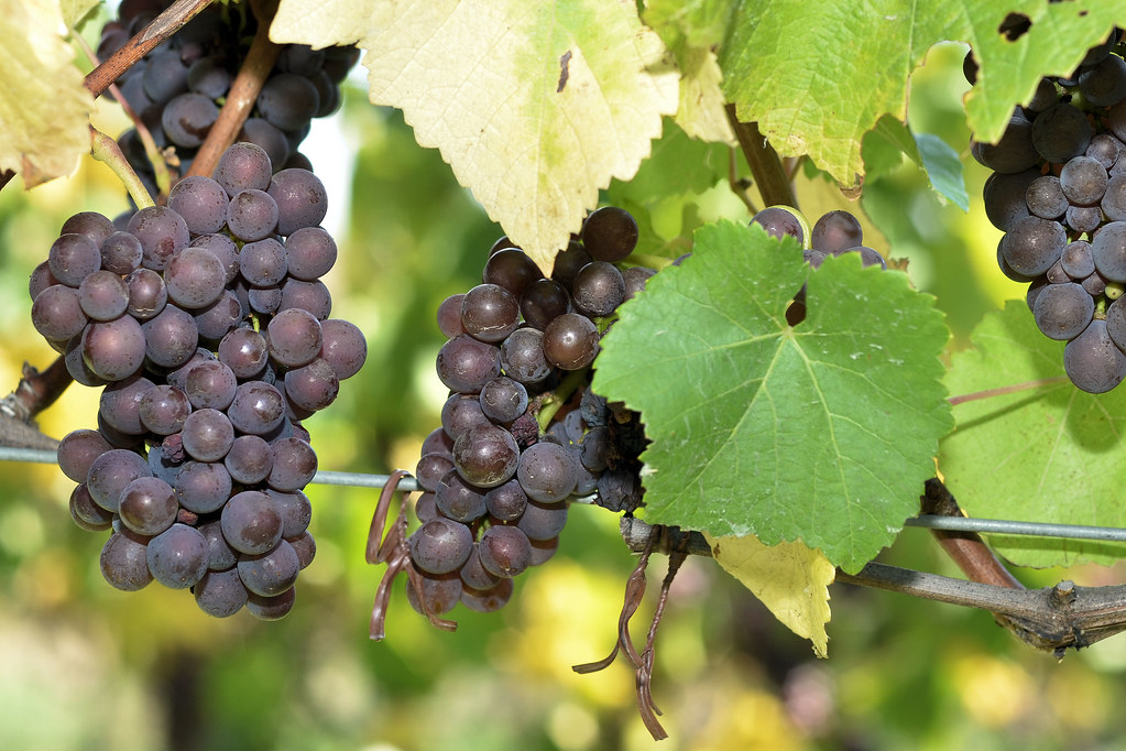 Pinot Grigio prior to harvest, vintage 2012