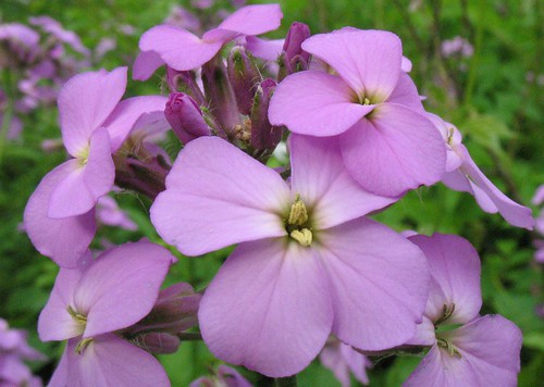 Hesperis matronalis