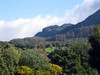Kirstenbosch View