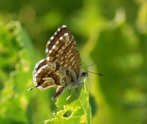 papillon brun du pélargonium