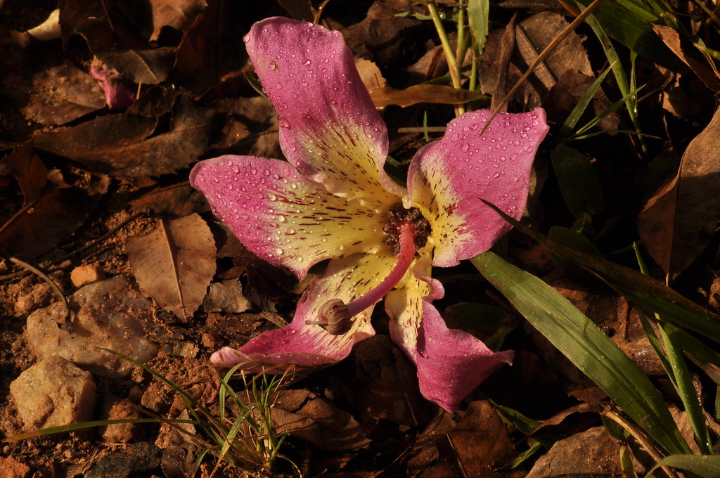 - Paineira Rosa/ Ceiba speciosa -