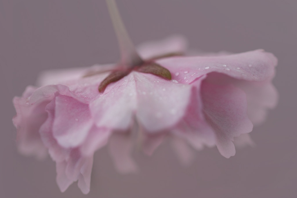 Memories of spring