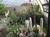 Cactus Variés