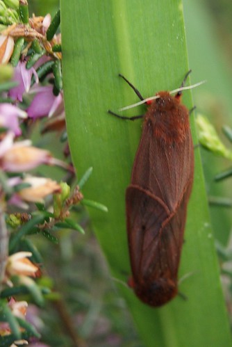 Papillon l'Écaille cramoisie, Phragmatobia fuliginosa
