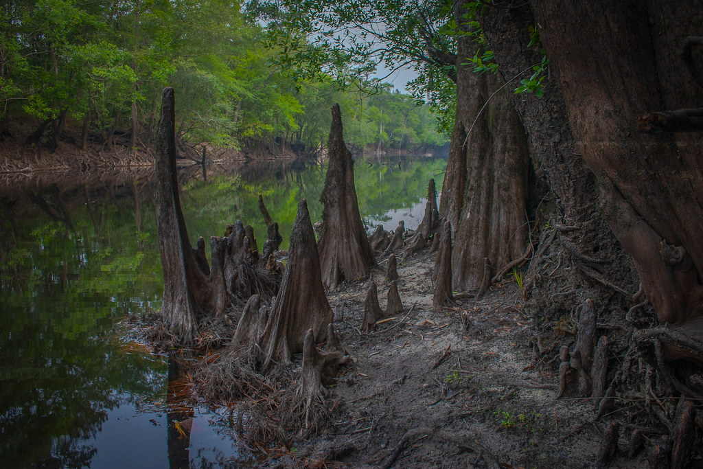 Canoochee River Scene