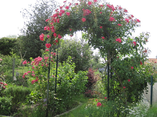 rose Gîte de France de Meilland
