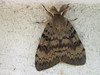 papillon nocturne le Zigzag ou Le Bombyx disparate ou la Spongieuse (3)