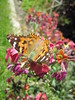 papillon Belle-Dame ou Vanesse des chardons
