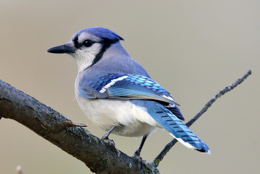 Blue Jay