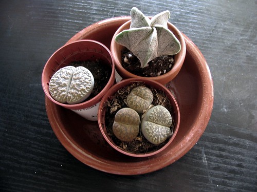 Plantas piedra (y otro cactus raro).jpg