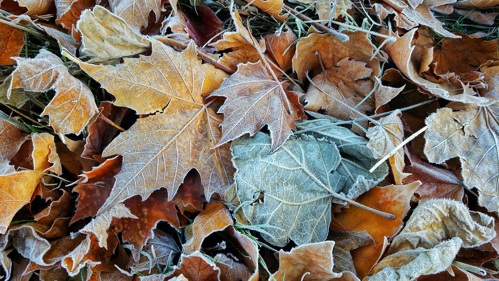 Frozen leaves