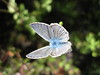 papillon diurne azuré