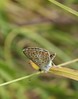 papillon Argus de la bugrane ou Argus bleu ou Polyommatus icarus