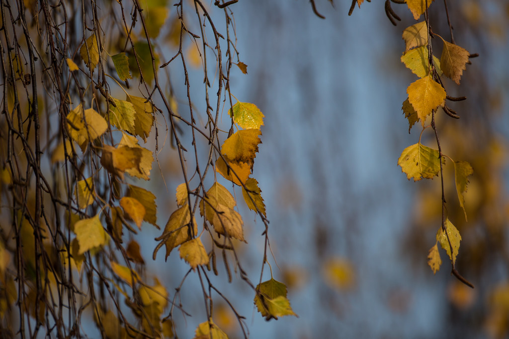 24 - Nov - 2014 - Autumn Colour Update