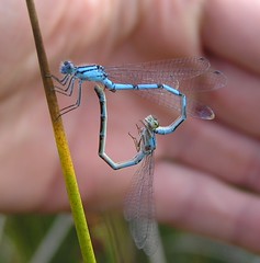 Bug love