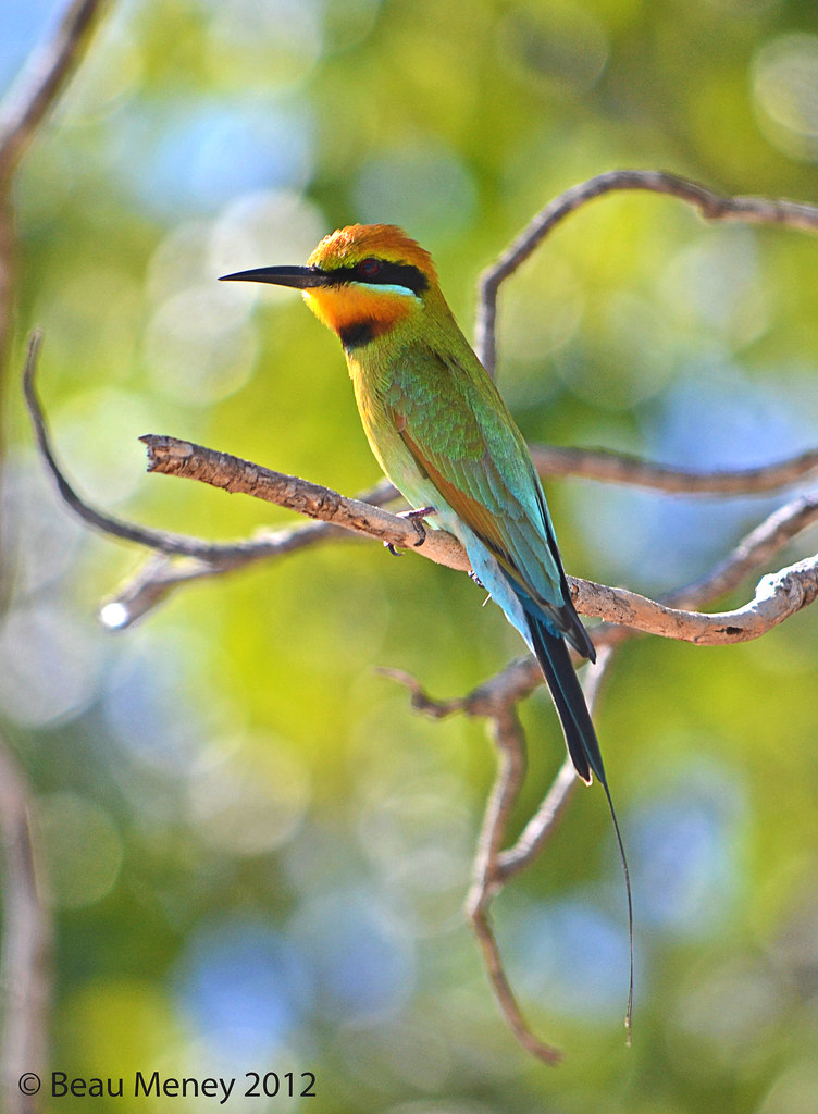 Rainbow Bee-eater