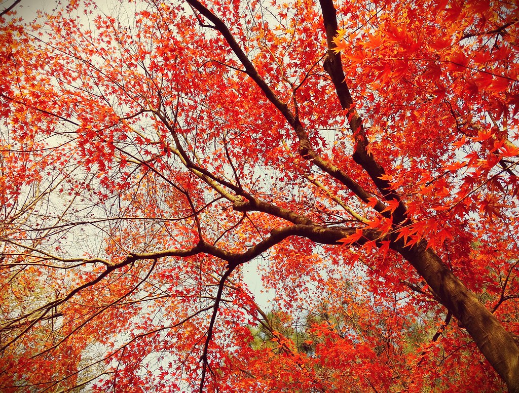 Color of Autumn