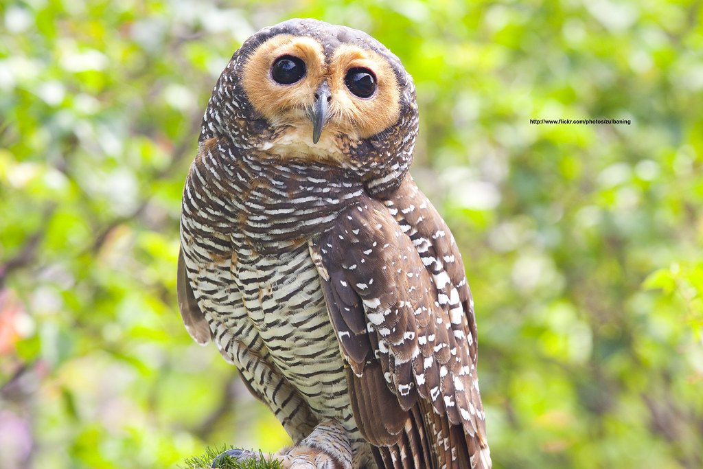Spotted Wood Owl