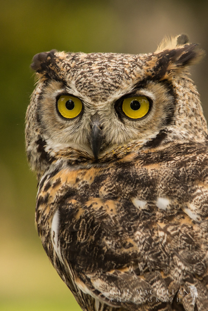 Great Horned Owl-001.jpg