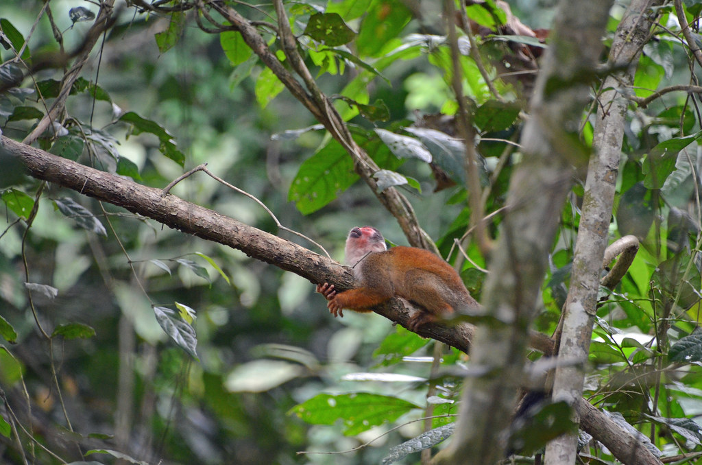 Costa Rica 547_1
