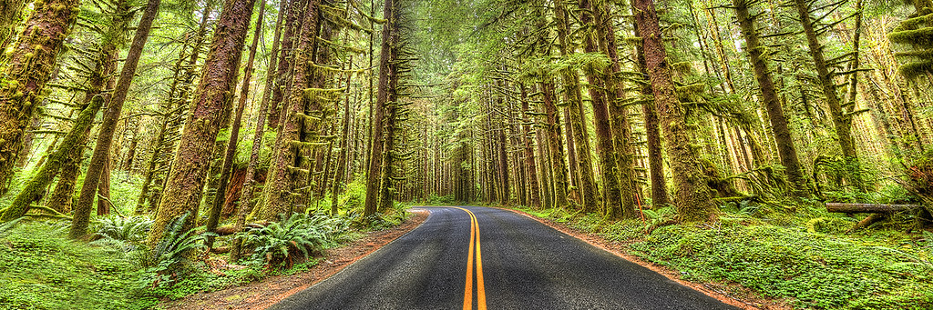 Hoh Rain Forest