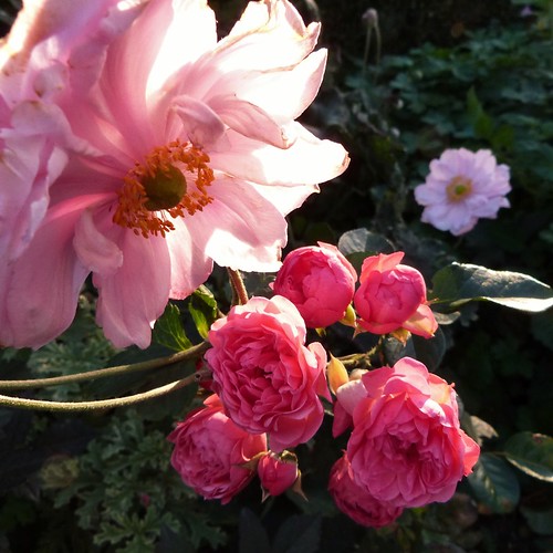 Les roses du Chat Vert - rosier princesse joséphine charlotte et anémone  reine charlotte - septembre 2015 (800x800) - Le Jardin du Chat Vert