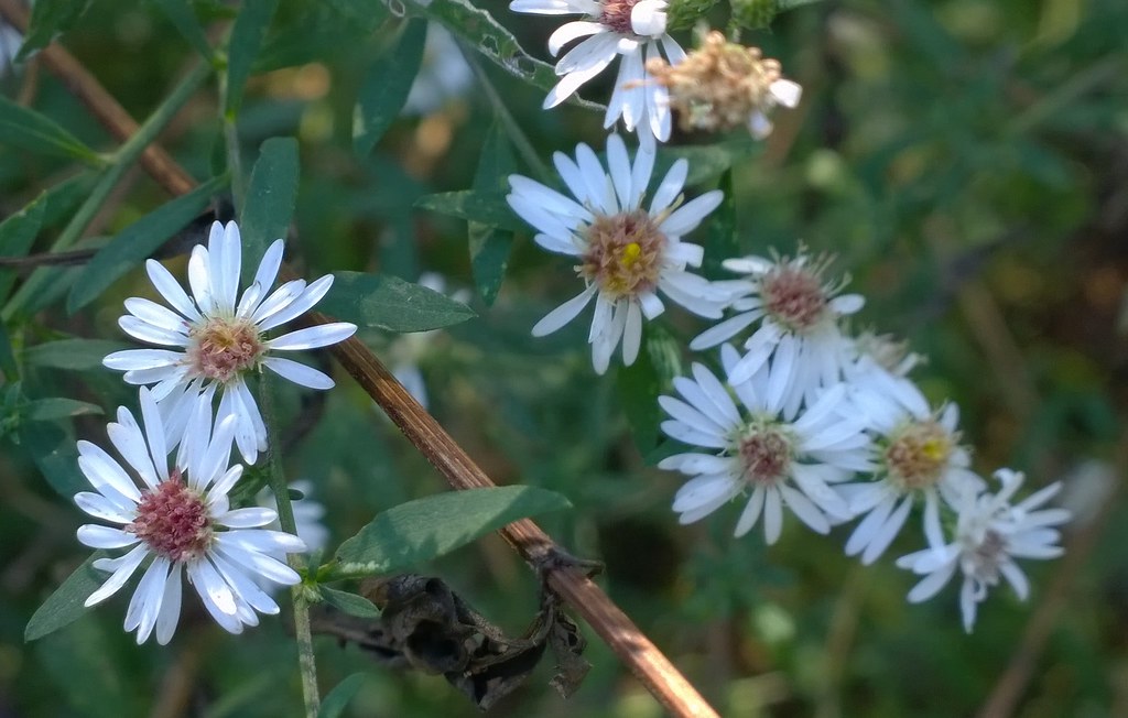 Calico Aster - Aster lateriflorus (Symphyotrichum lateriflorum)