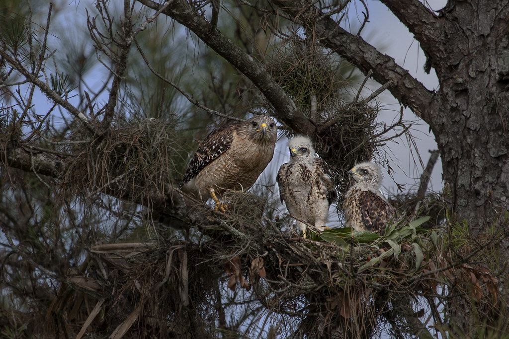 Red Shouldered Hawks