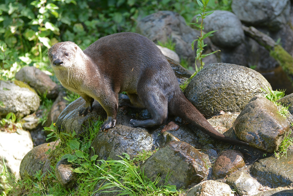 Nordamerikanischer Fischotter im Scottish Sea Life Sanctuary - Oban