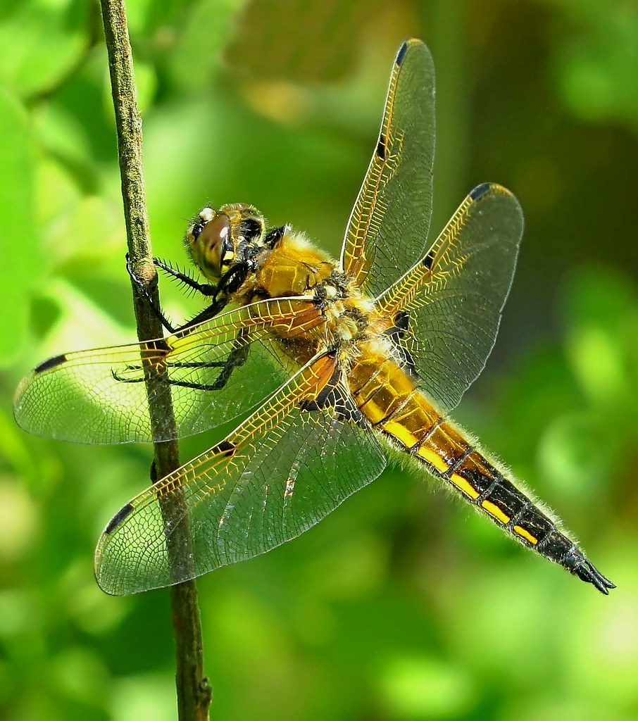 Four Spotted Chaser