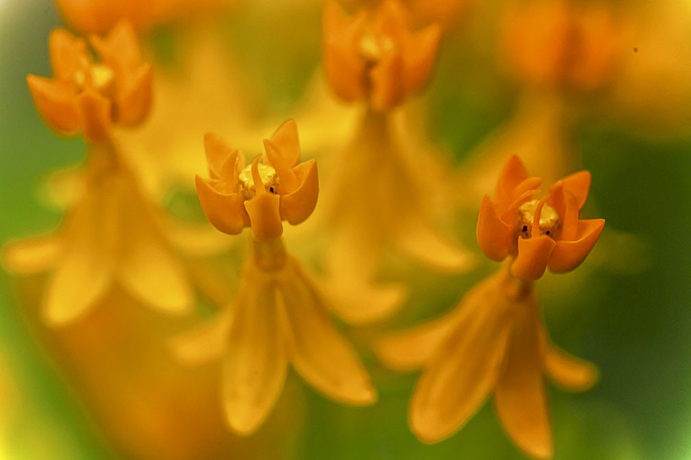 Wild Flower