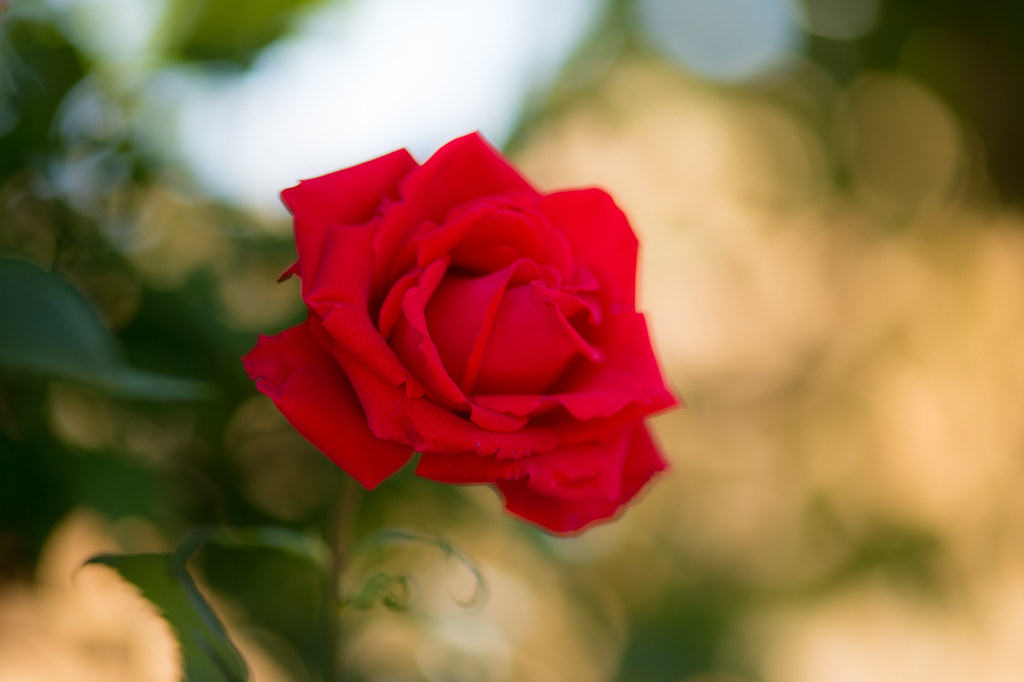 Crimson rose