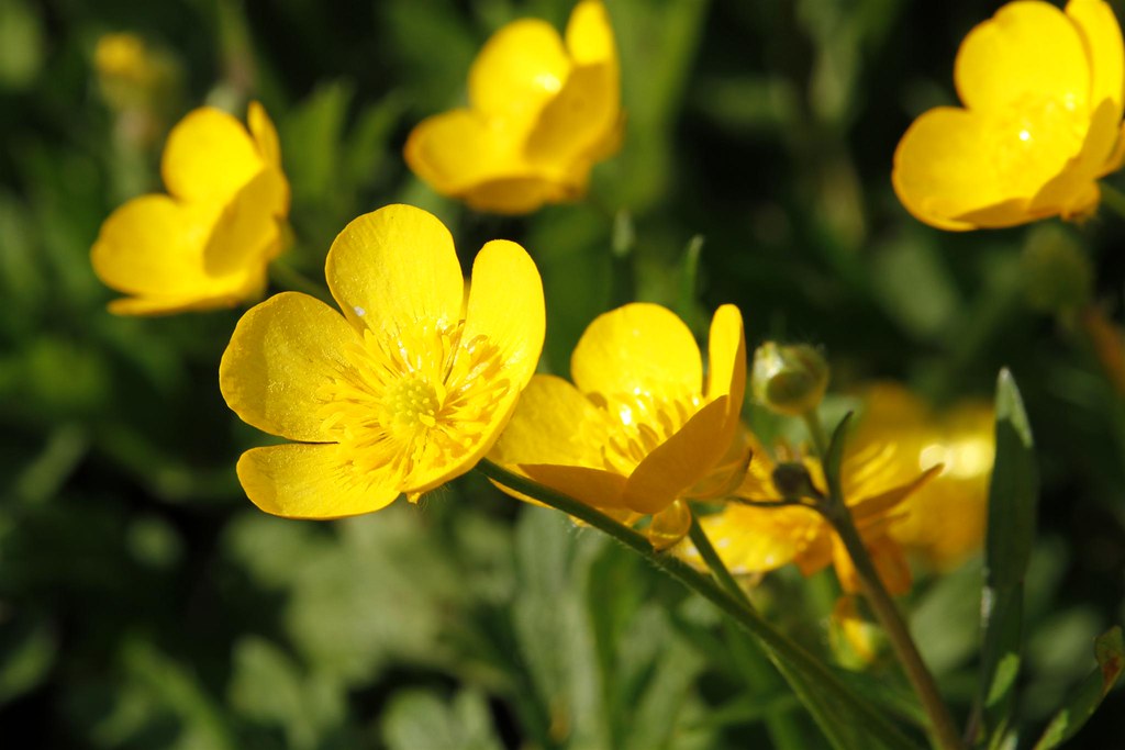 Buttercups