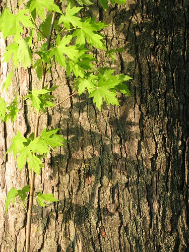 Silver maple