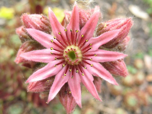 Sempervivum