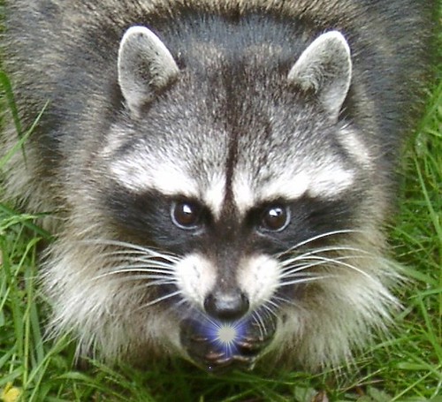 my power animal