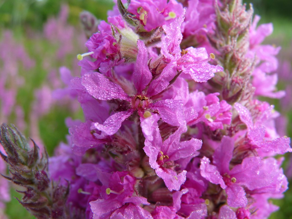 purple-loosestrife-513