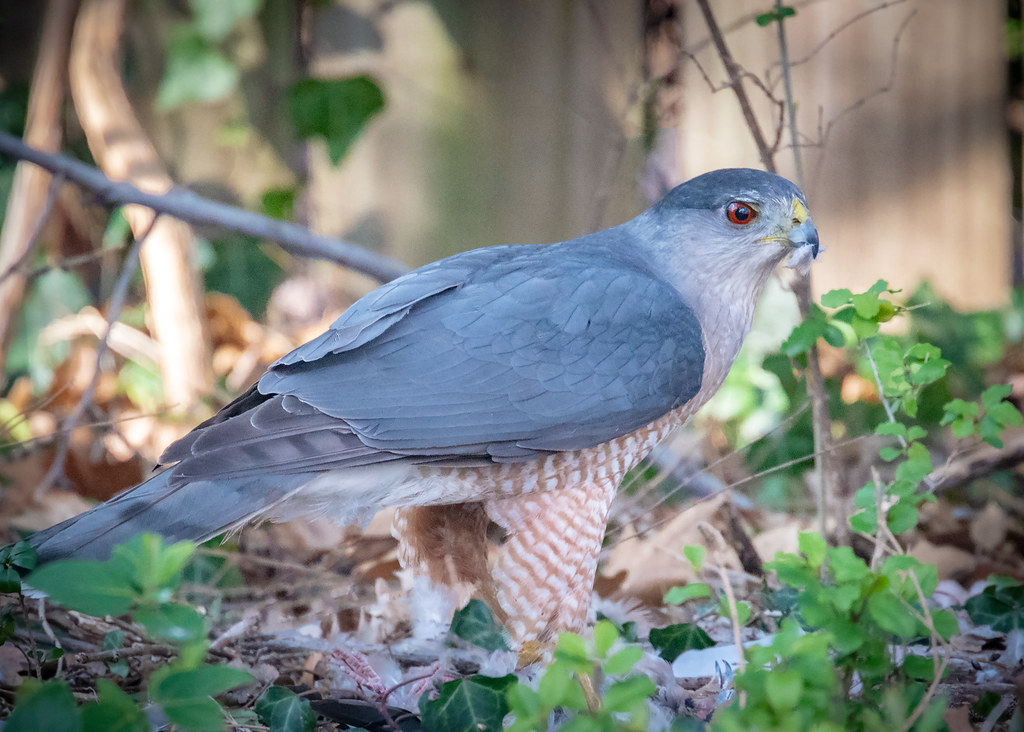 Female Sharp-shinned Hawk