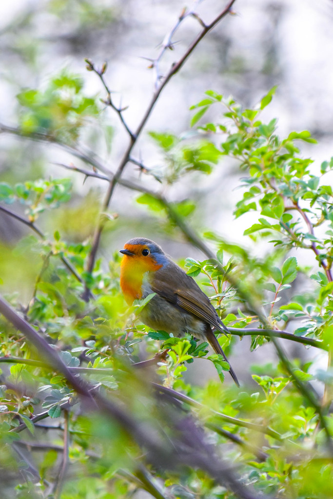Hey there little Robin!