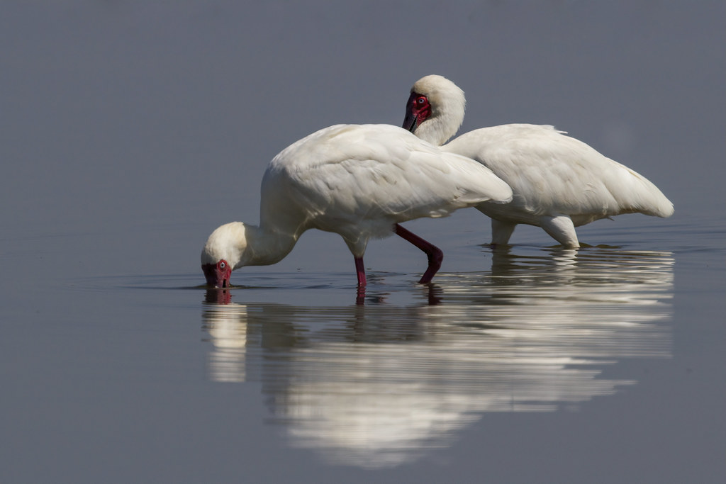 Africa Spoonbill (Platalea alba) Near Pretoria South Africa 2012