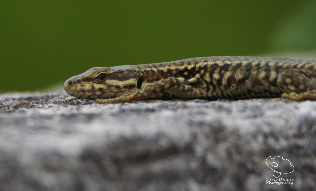 Common Wall Lizard